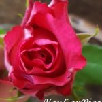 laurence fauconnier photographie rose rouge fleurs
