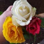 laurence fauconnier photographie roses fleurs
