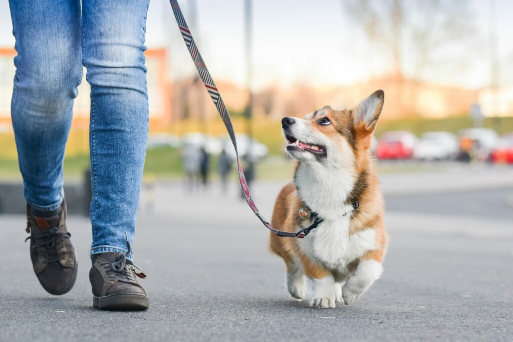 chien-laisse-article-laurence