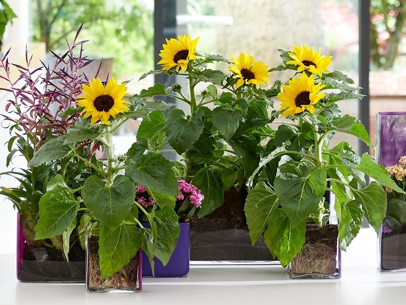 vieillir-plante-tournesol-planter